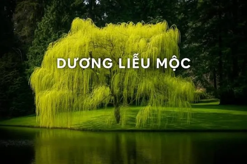2003 hop mau gi