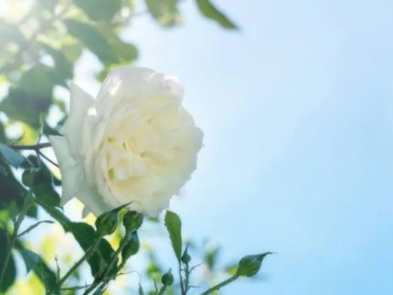 hoa hong trang co y nghia gi thong diep tinh khoi trong tinh yeu va cuoc song